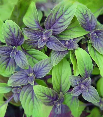 African Blue Basil