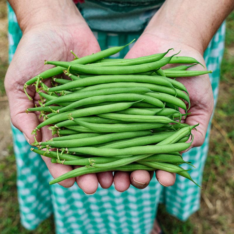 Blue Lake Bush Bean