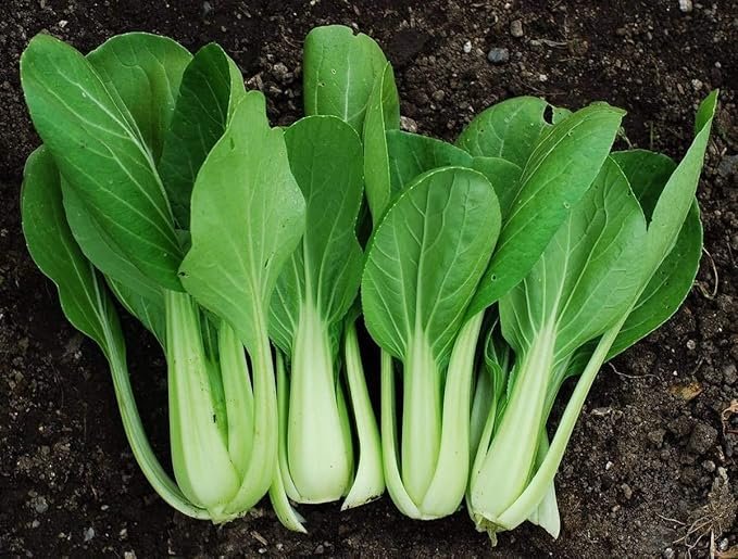 Bok Choy