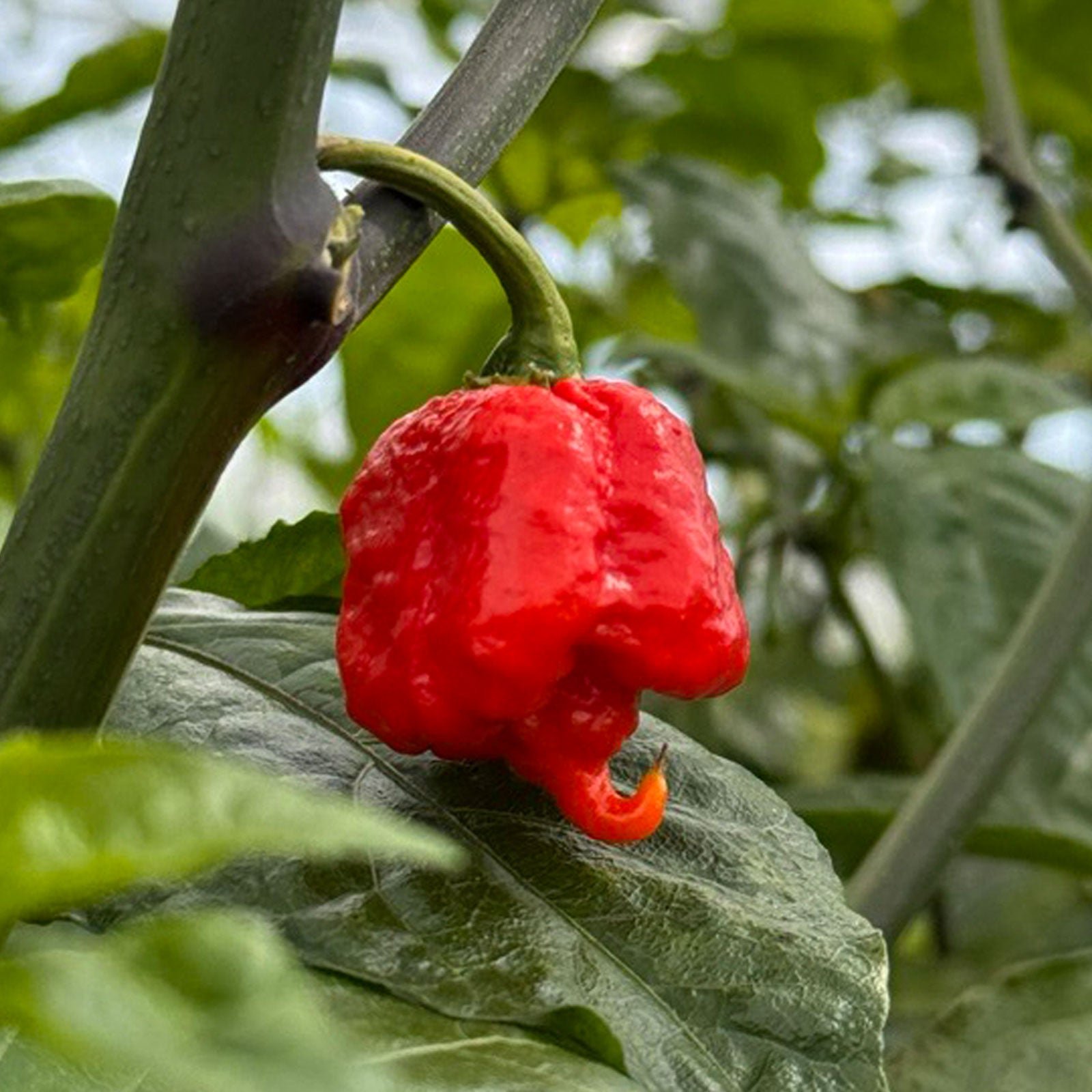 Carolina Reaper chili