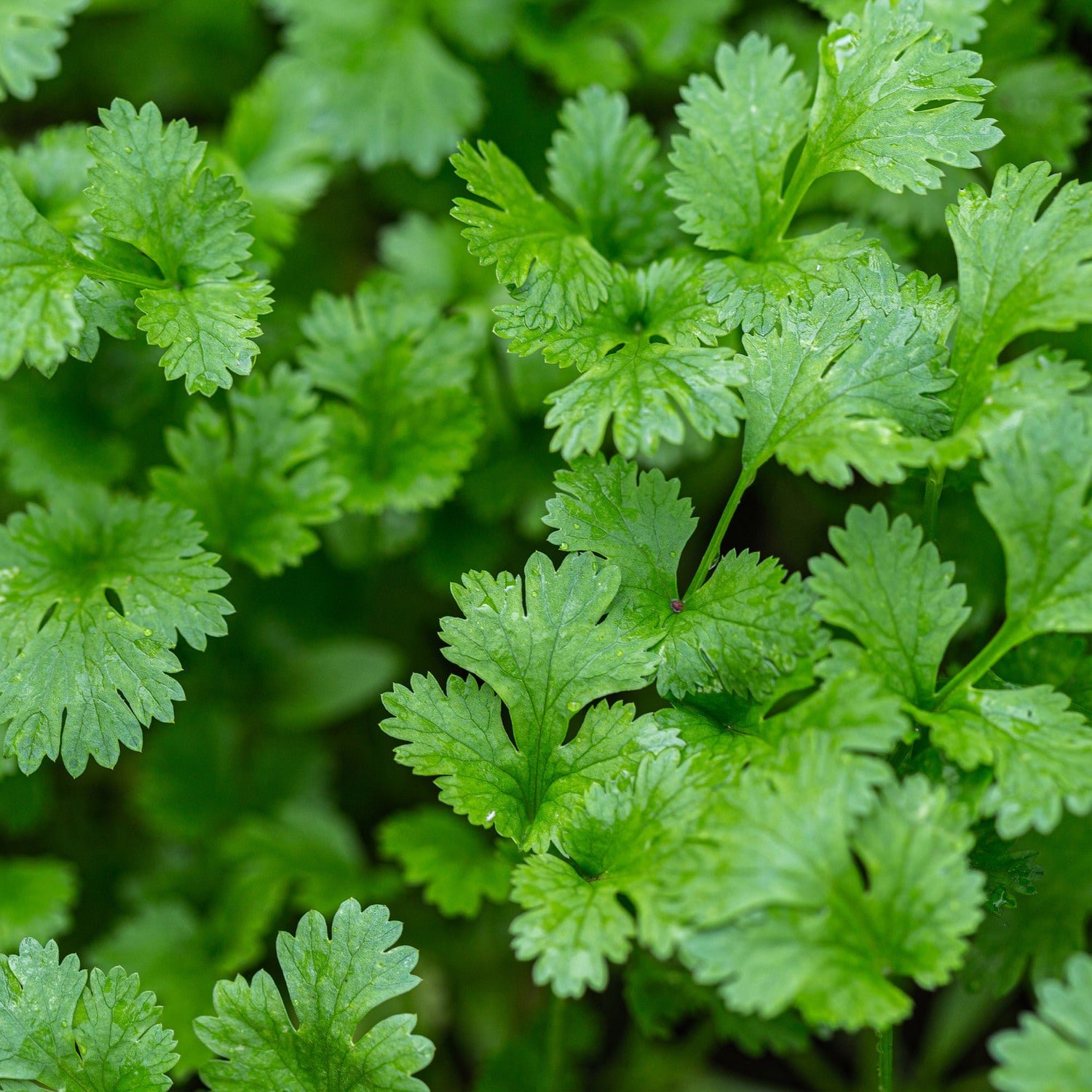 Cilantro (Corriander)