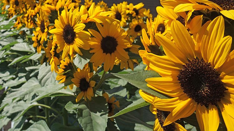 Concert Bell Sunflower
