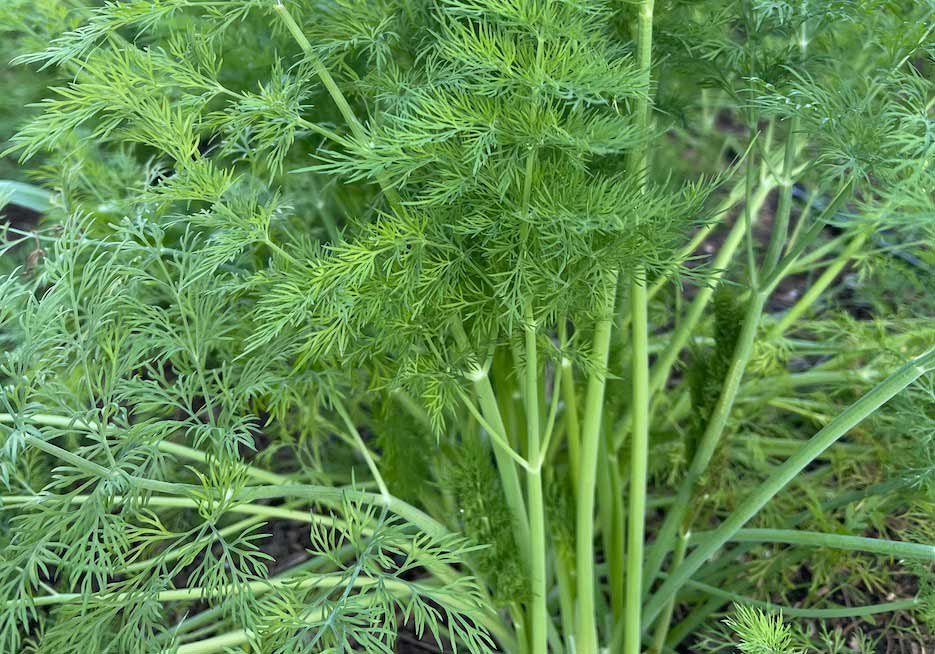 Dill