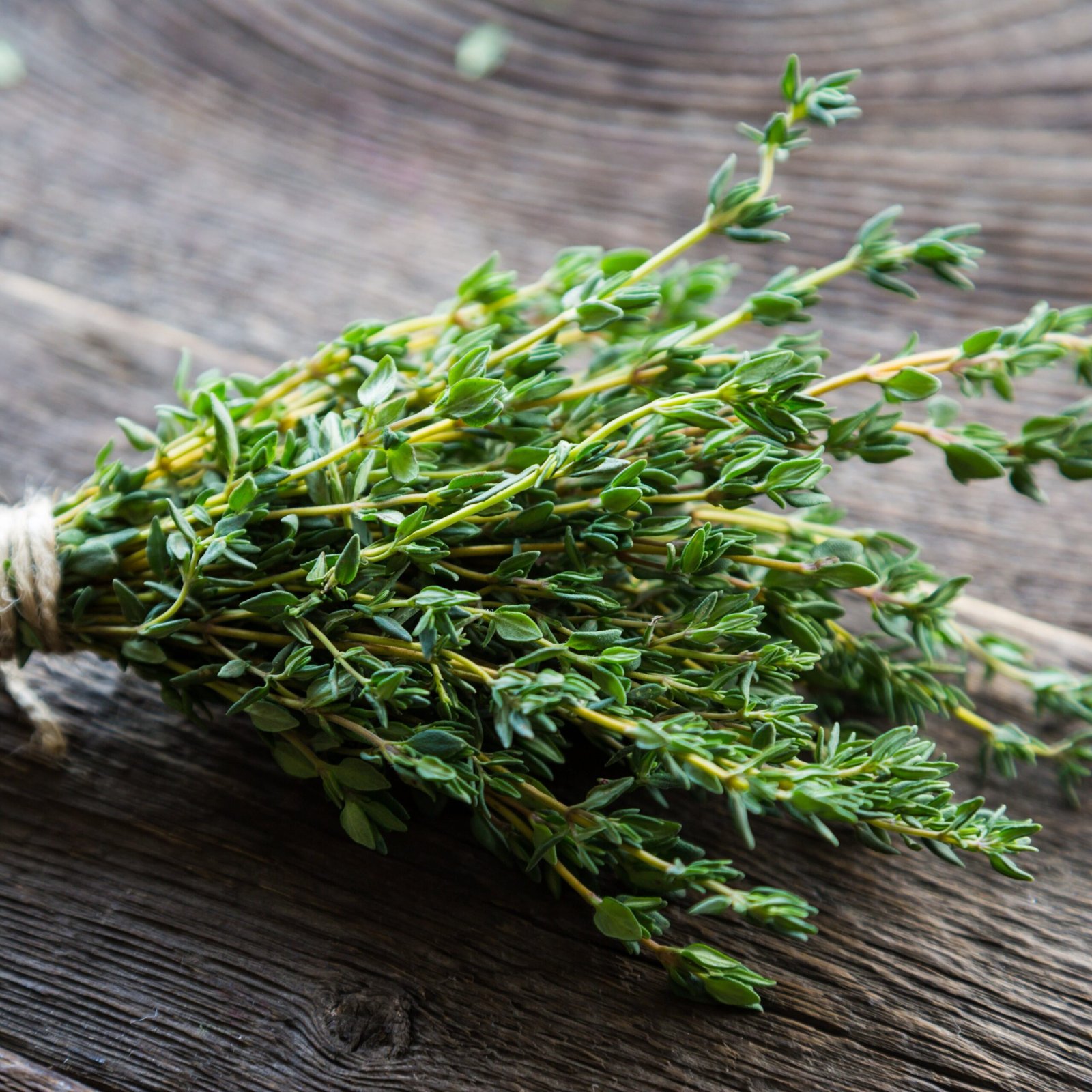 English Thyme