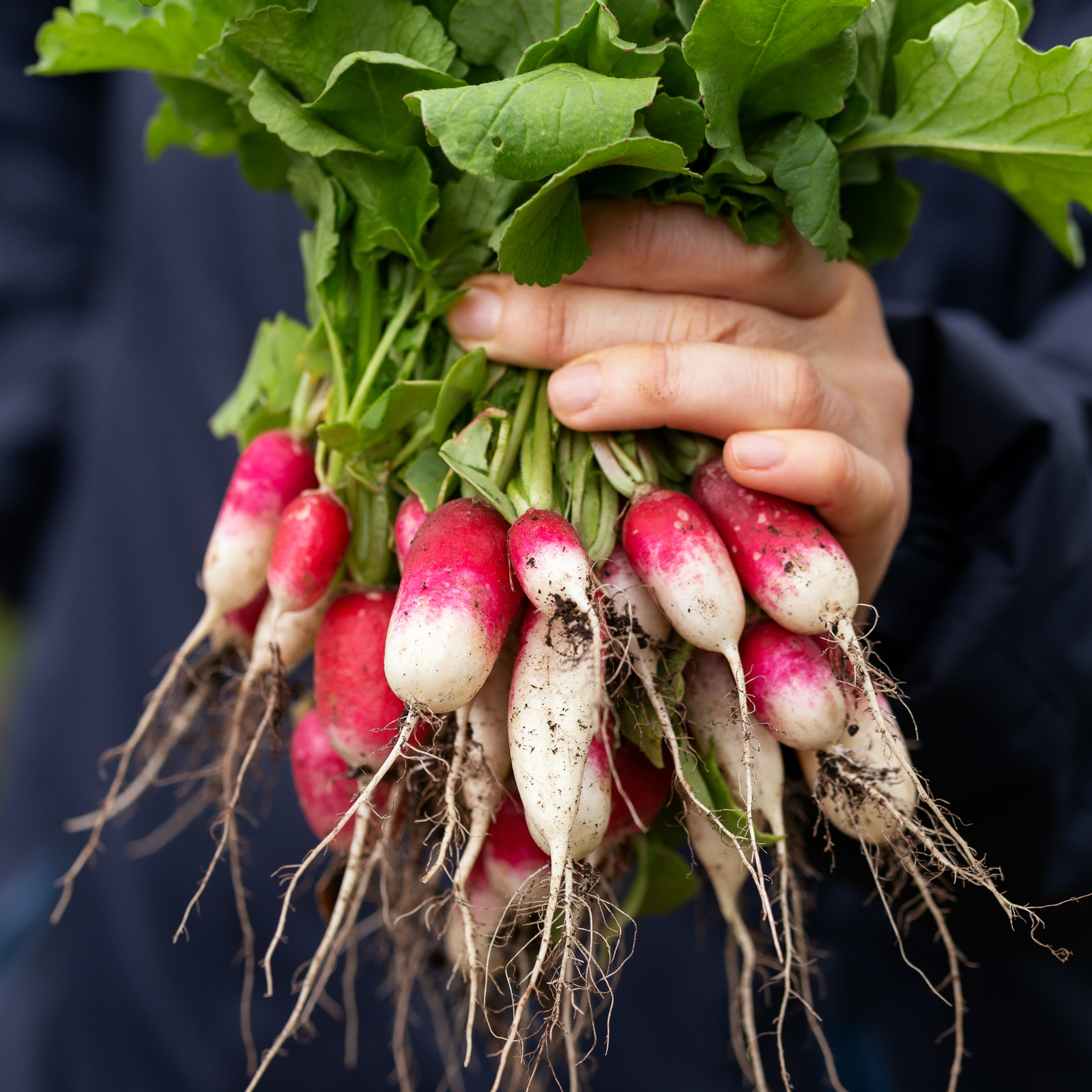 French Breakfast radishes
