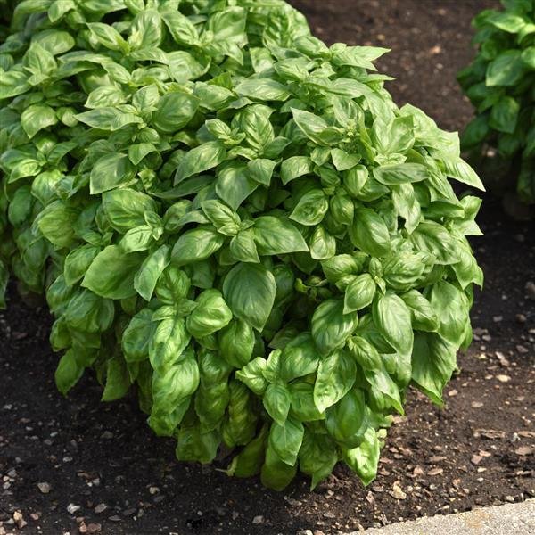 Genovese Green Basil