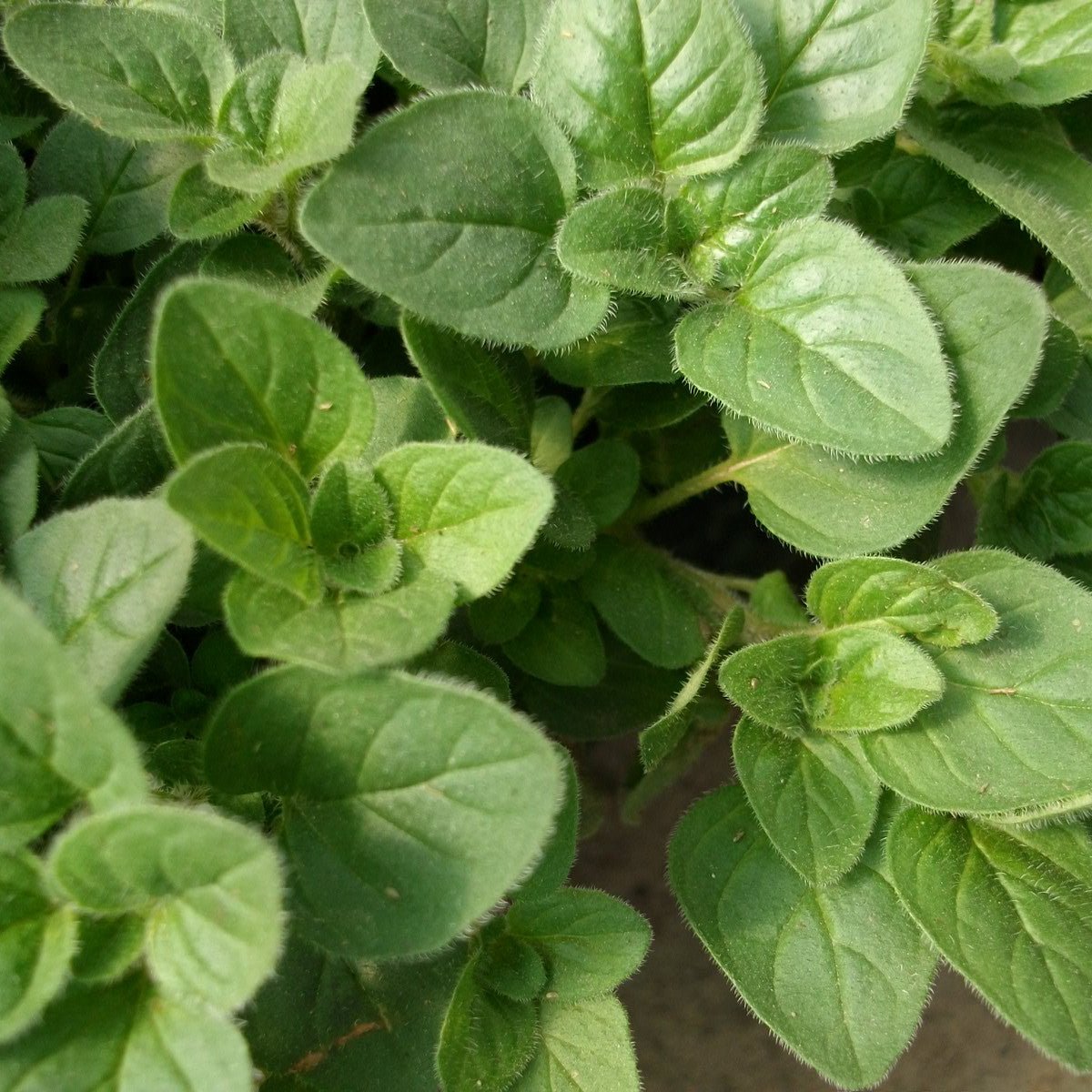 Greek Oregano