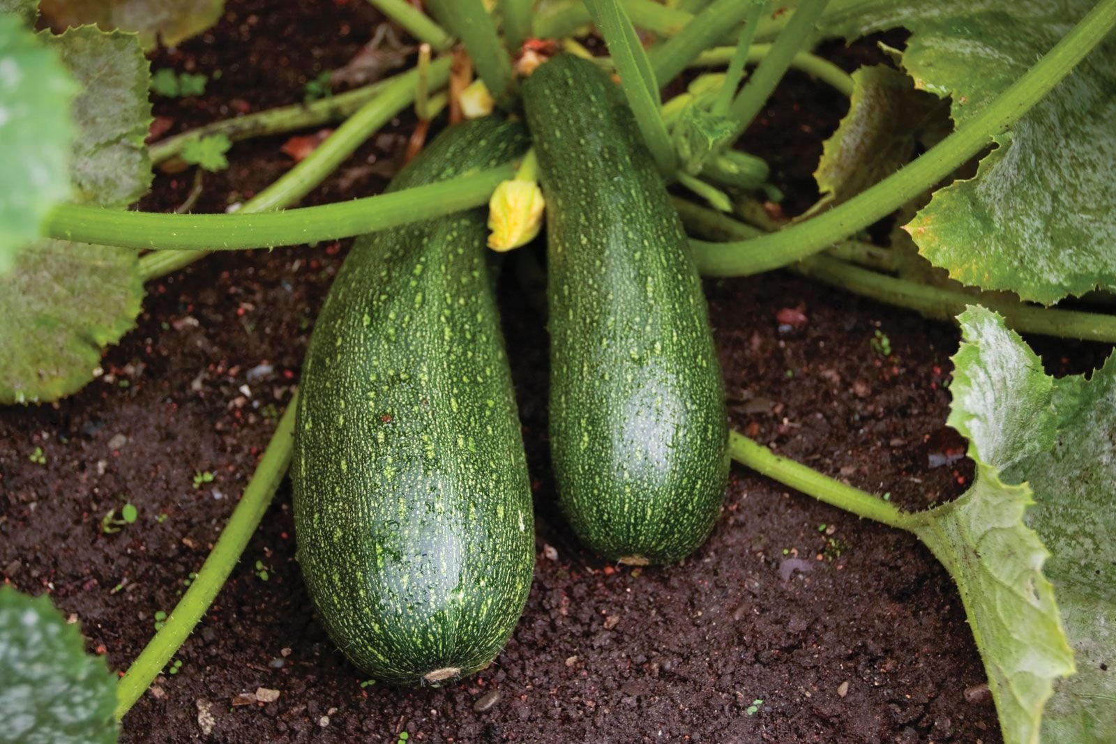 Green Zucchini Squash