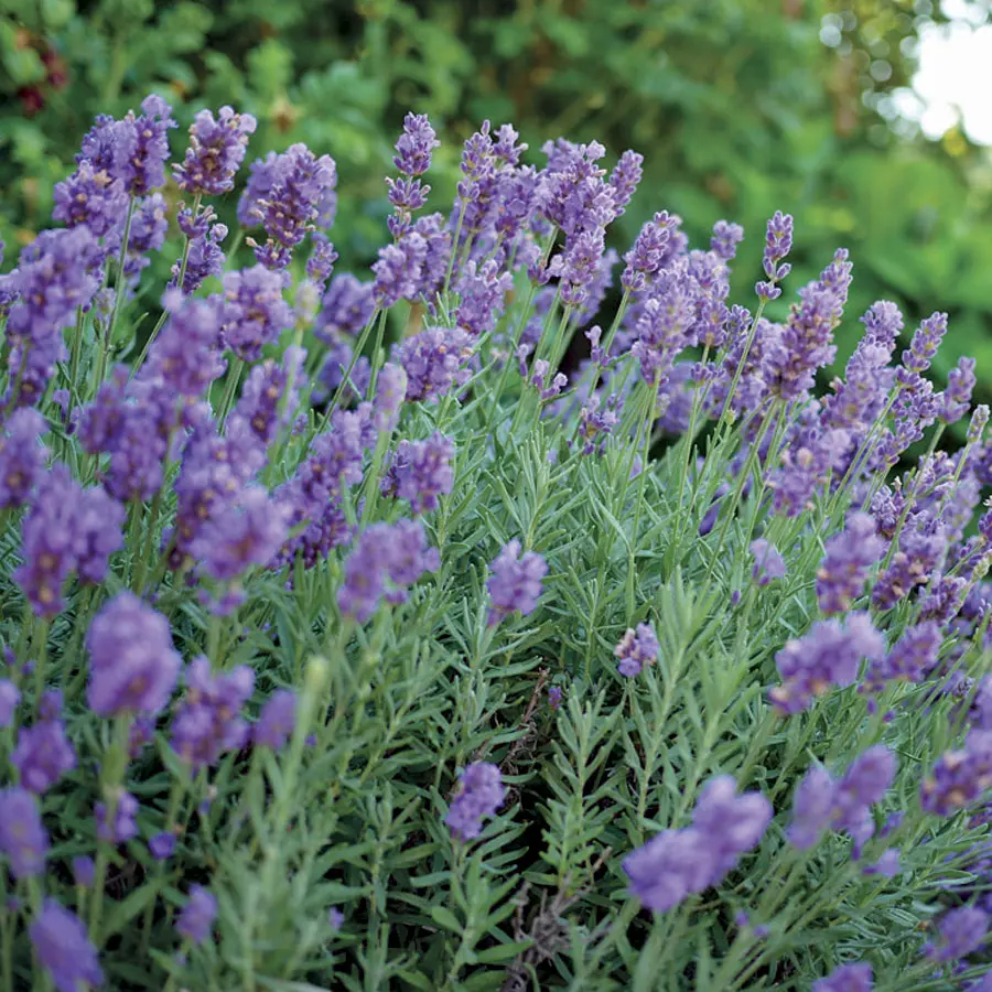 Grosso French Lavender