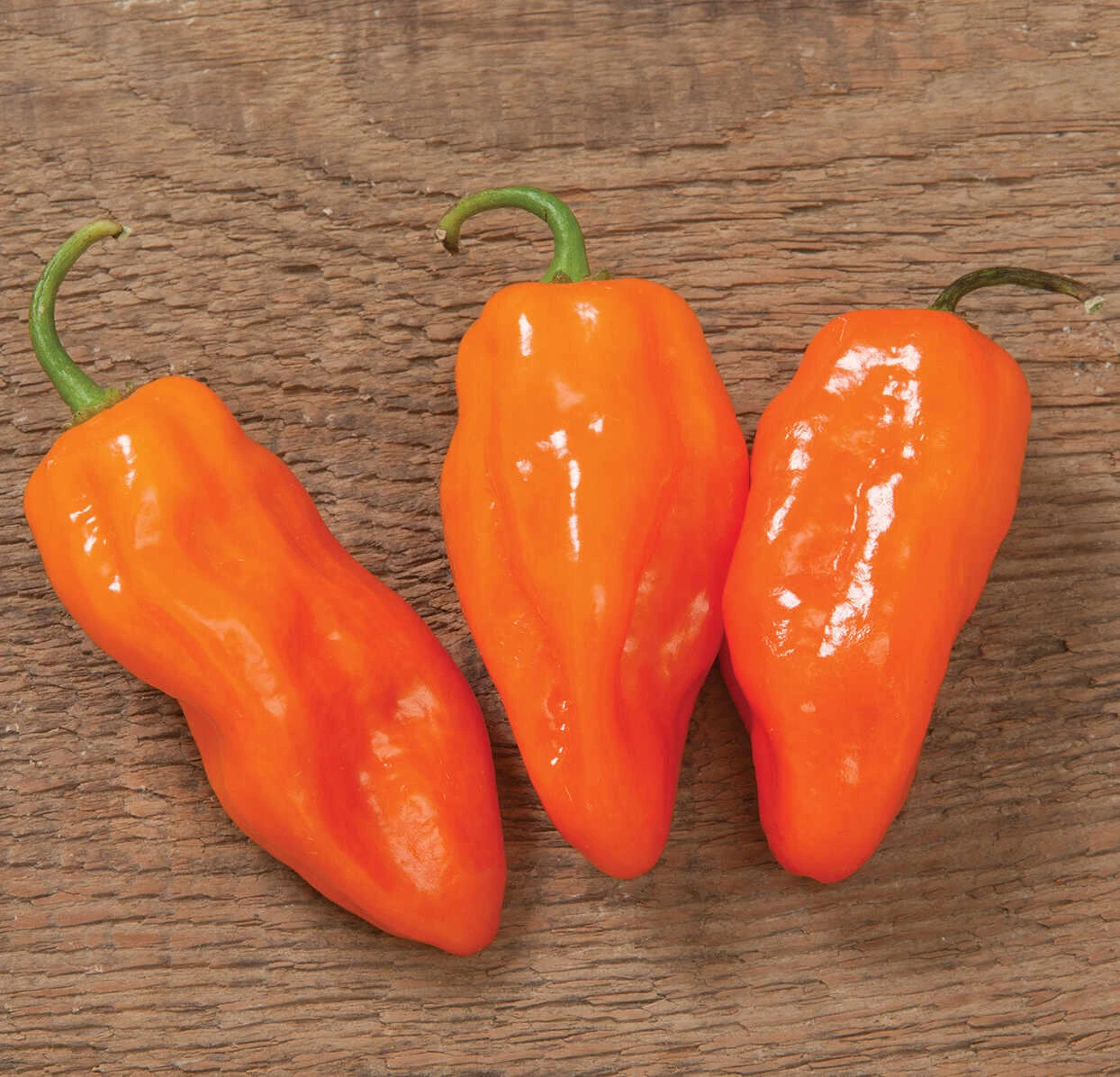 Helios Orange Habanero chili