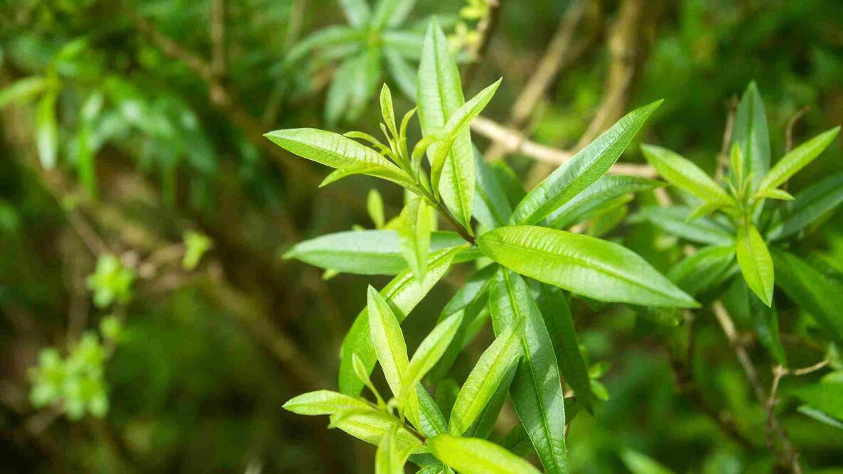 Lemon Verbena
