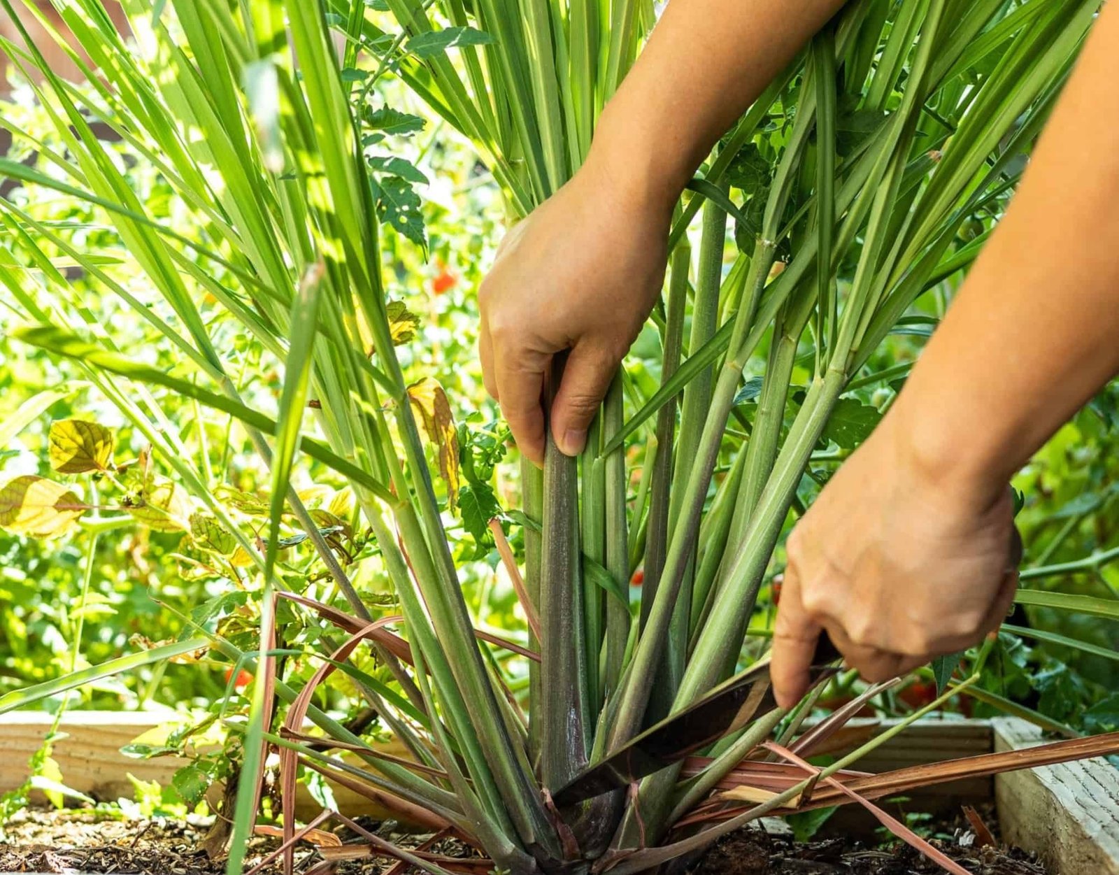 Lemongrass