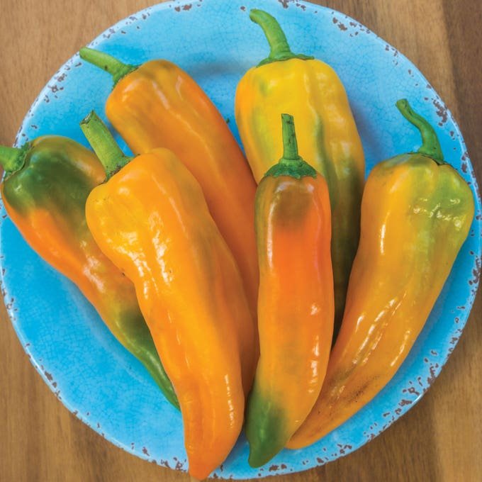 Mamma Mia pepper