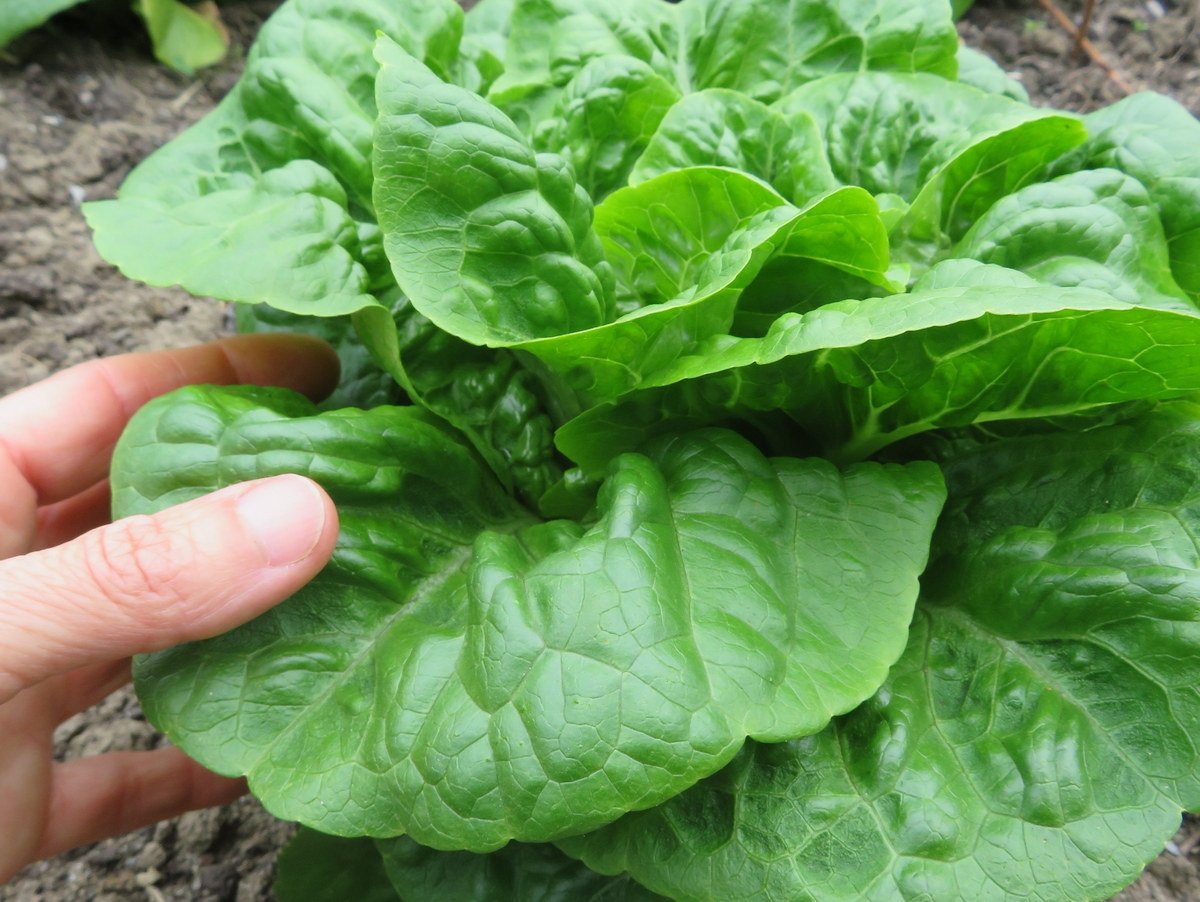Mini Romaine lettuce