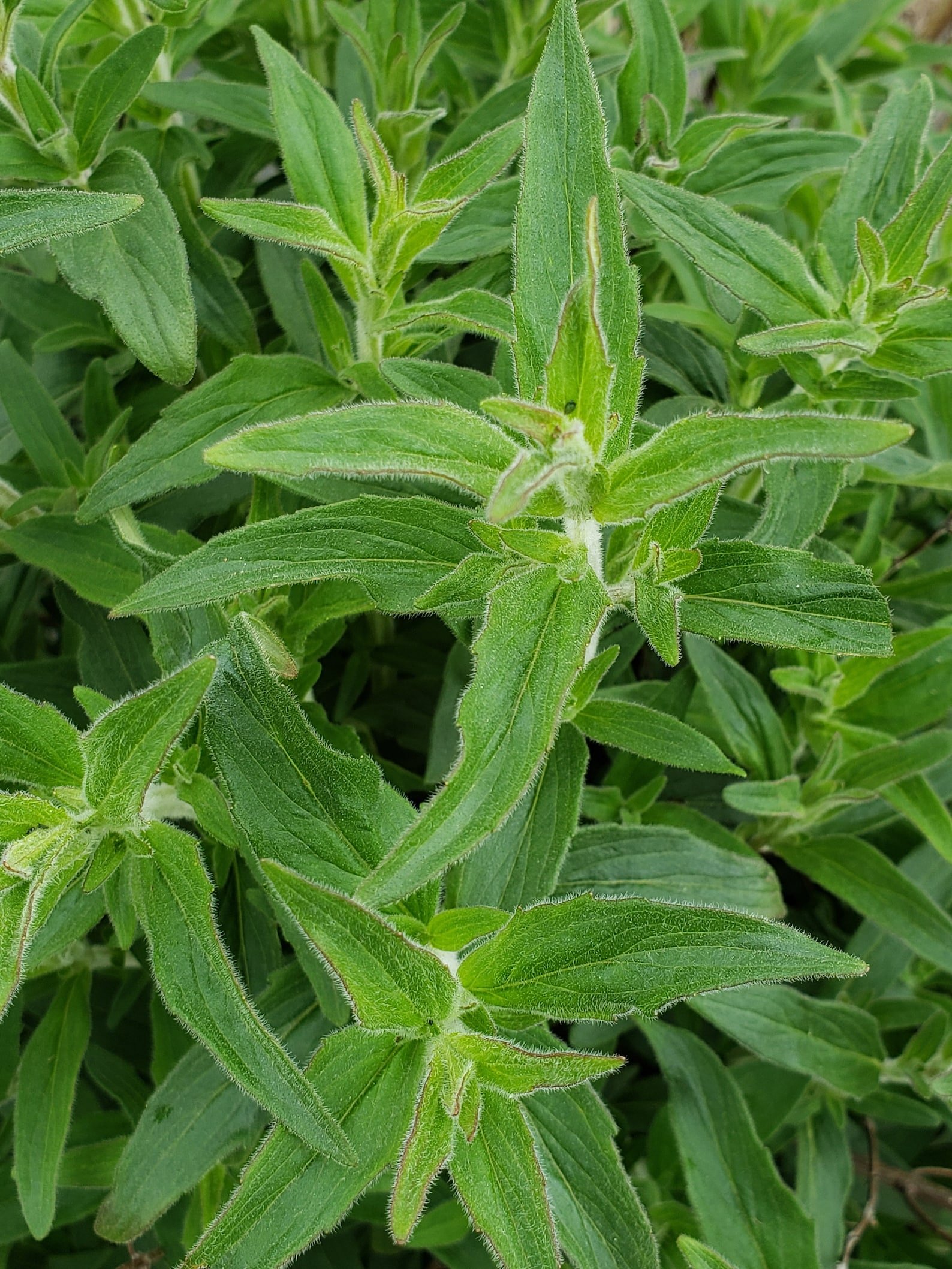 Mountain Mint
