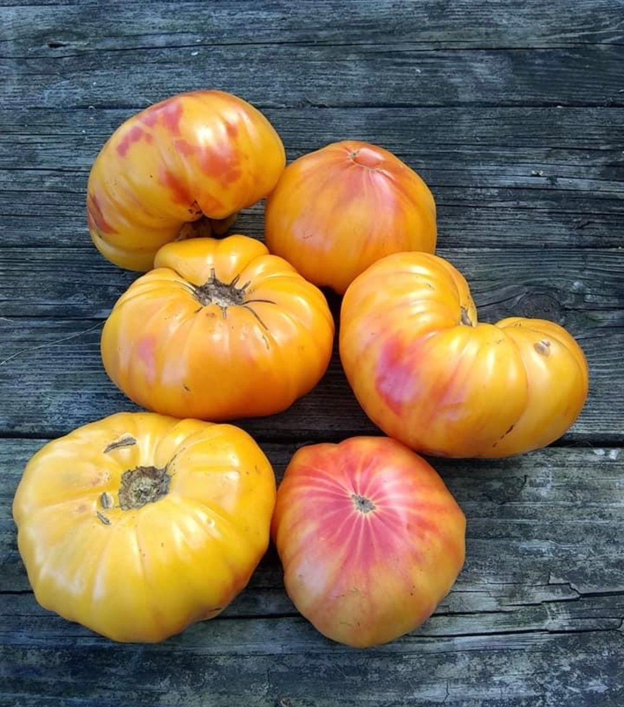 Mr.Stripey tomato