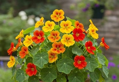 Nasturtium Mix