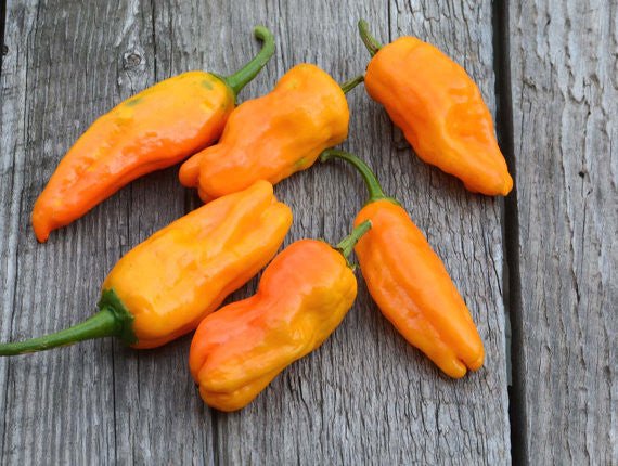 Orange Pepperonicini chili