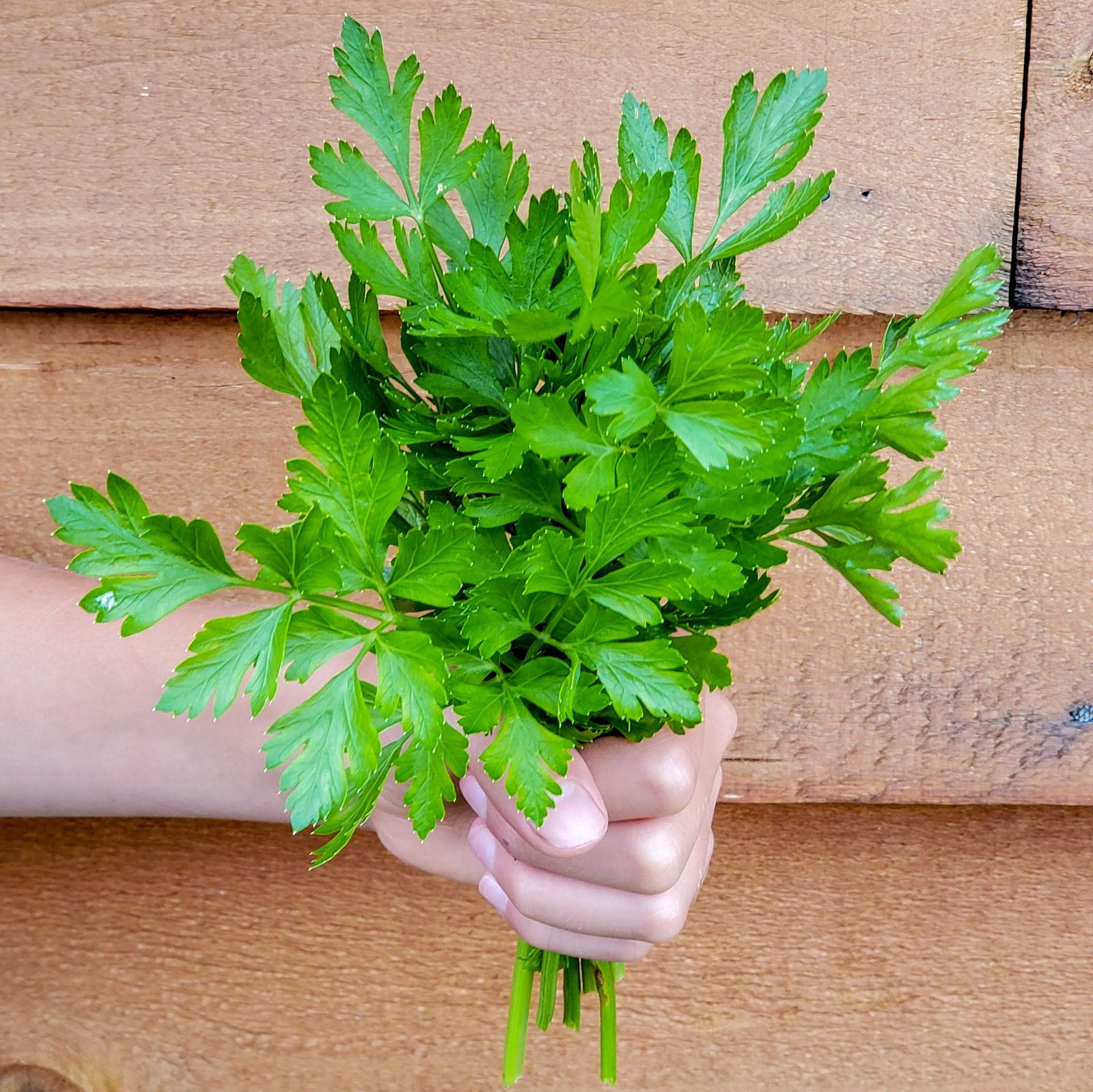 Parsley