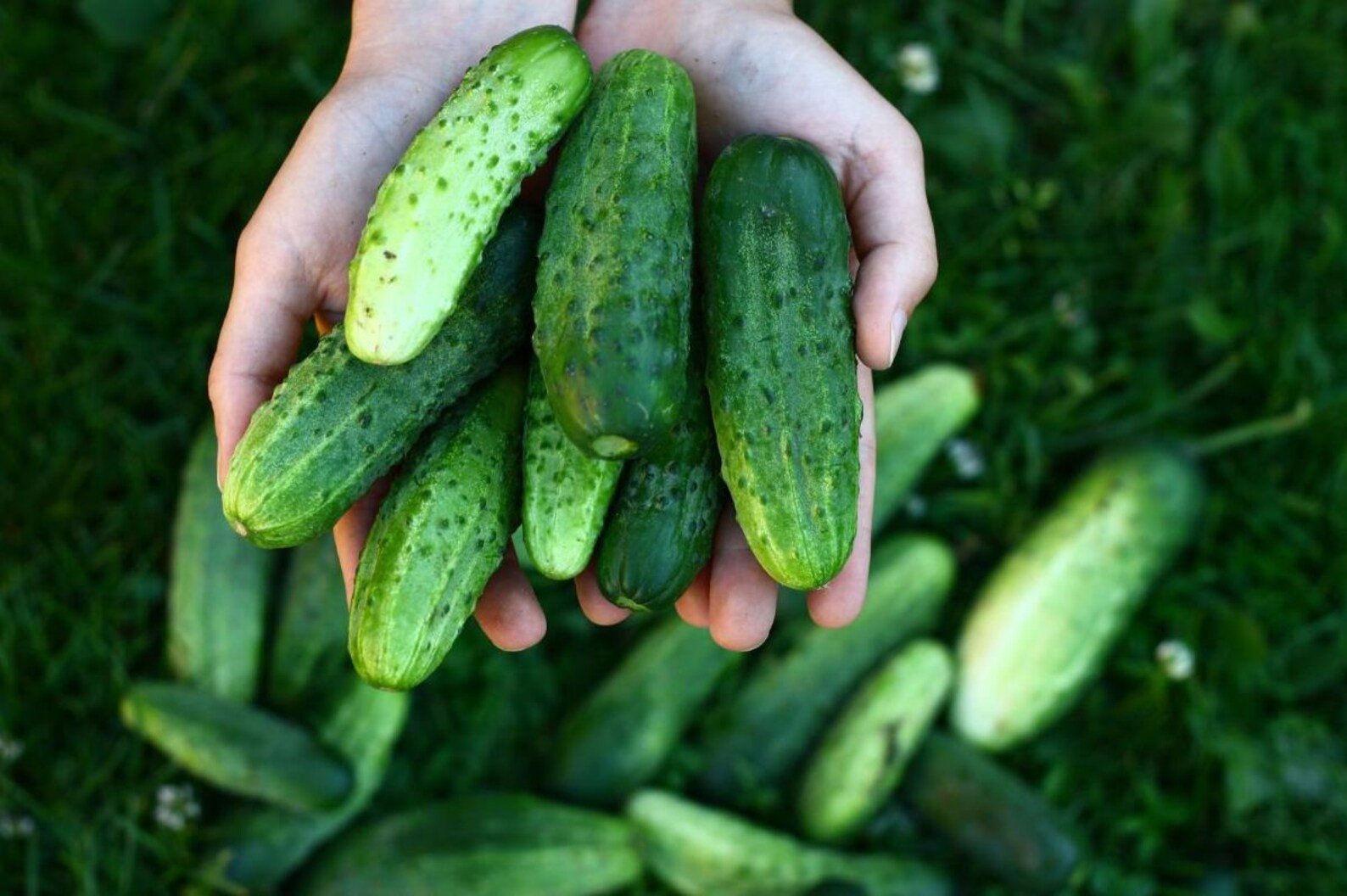 Picklebush Cucumber
