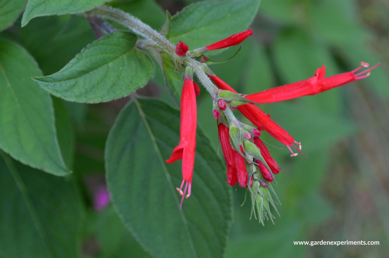 Pineapple Sage