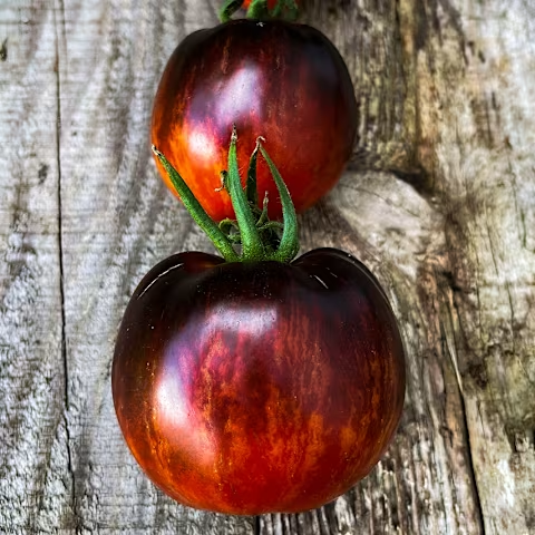 Queen of the Night tomato