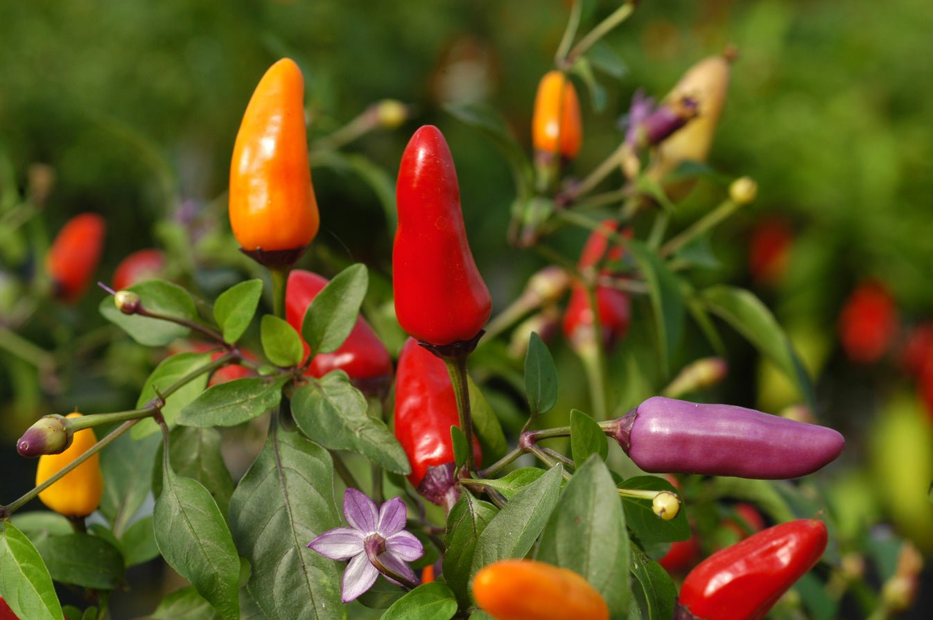 Rainbow Chilies
