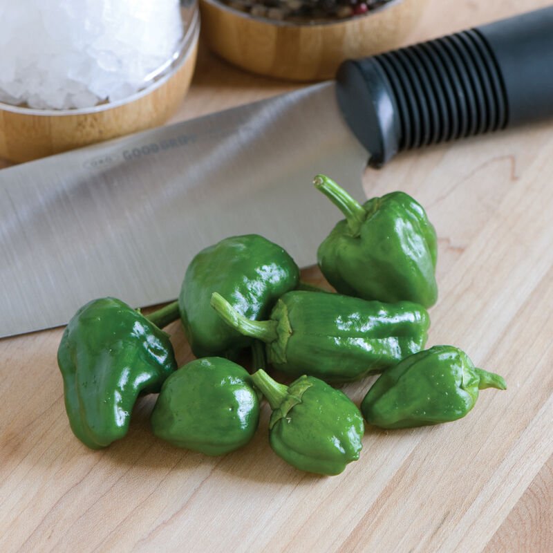 Spanish Padron pepper