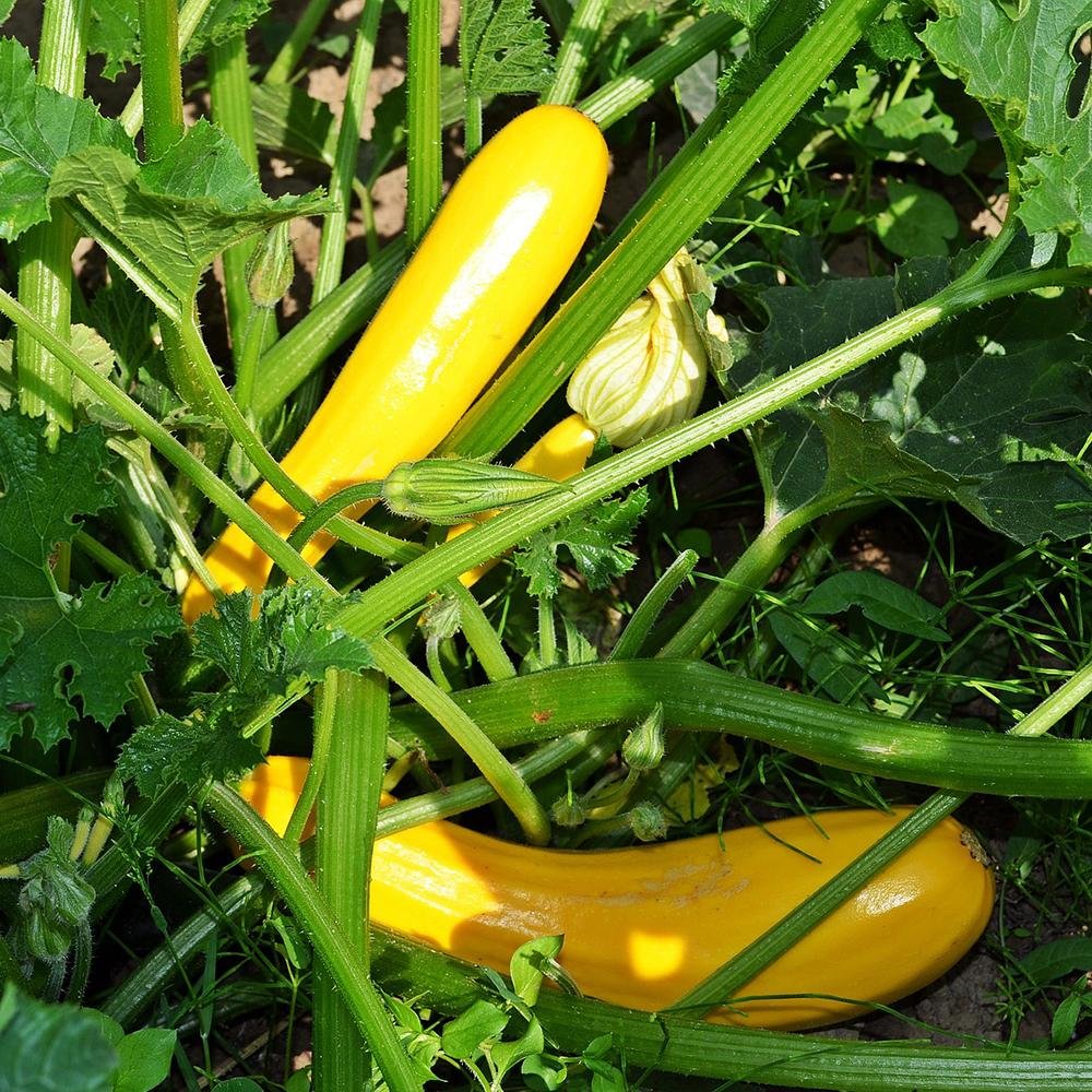 Straightneck Yellow Squash