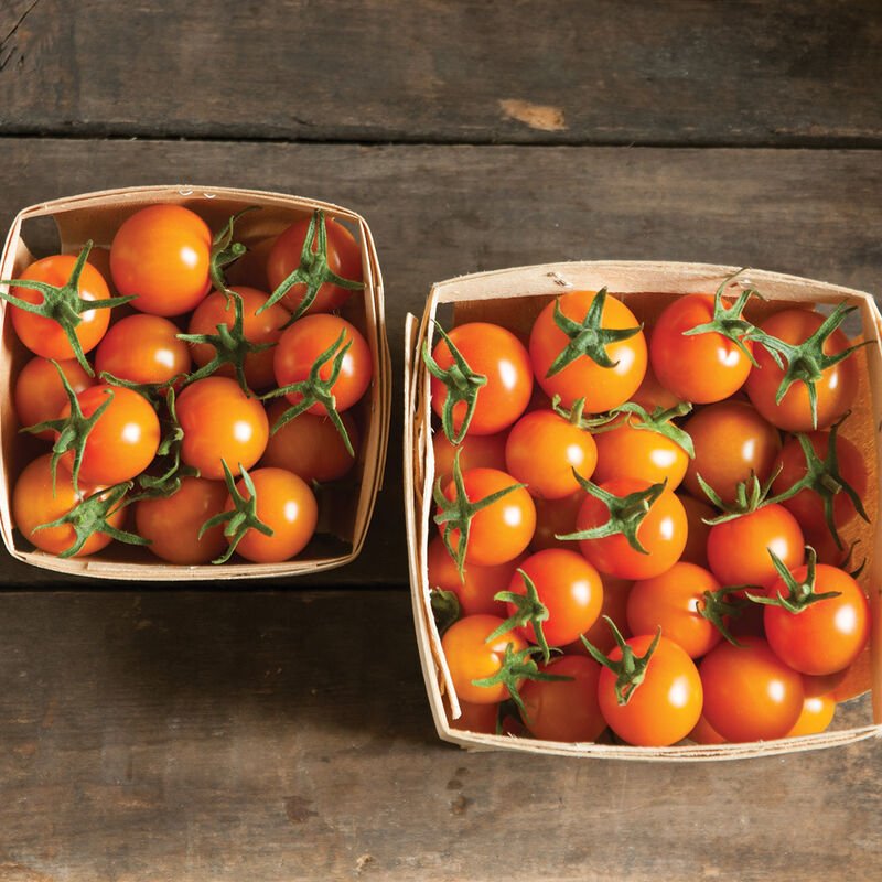 Sungold tomato