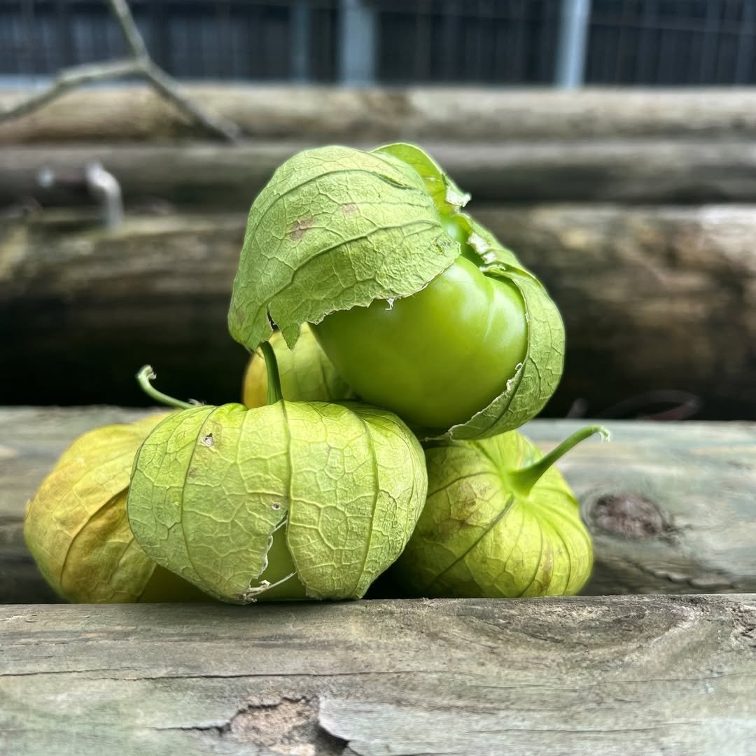 Tomatillos