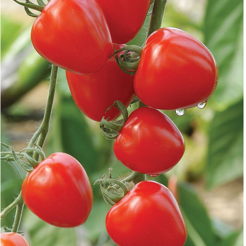 TomatoBerry
