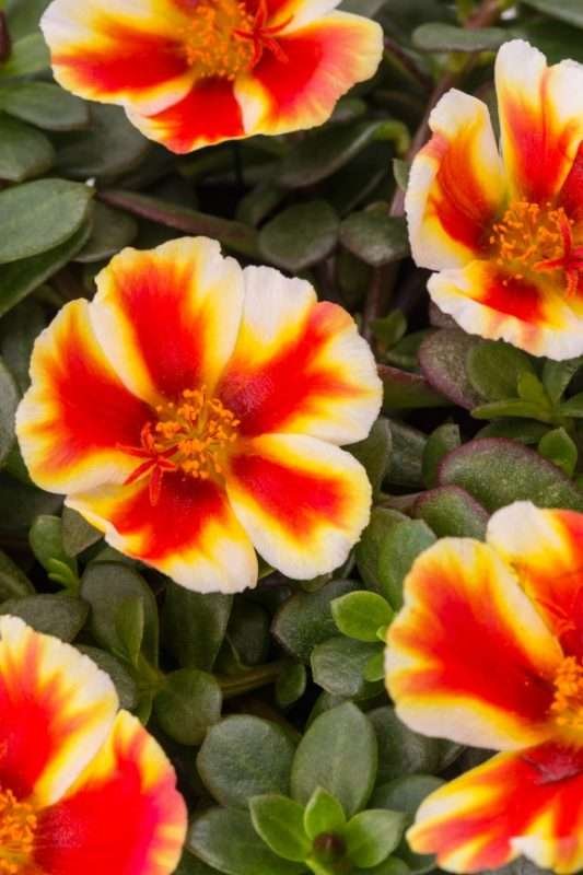 Double Bicolor Purslane