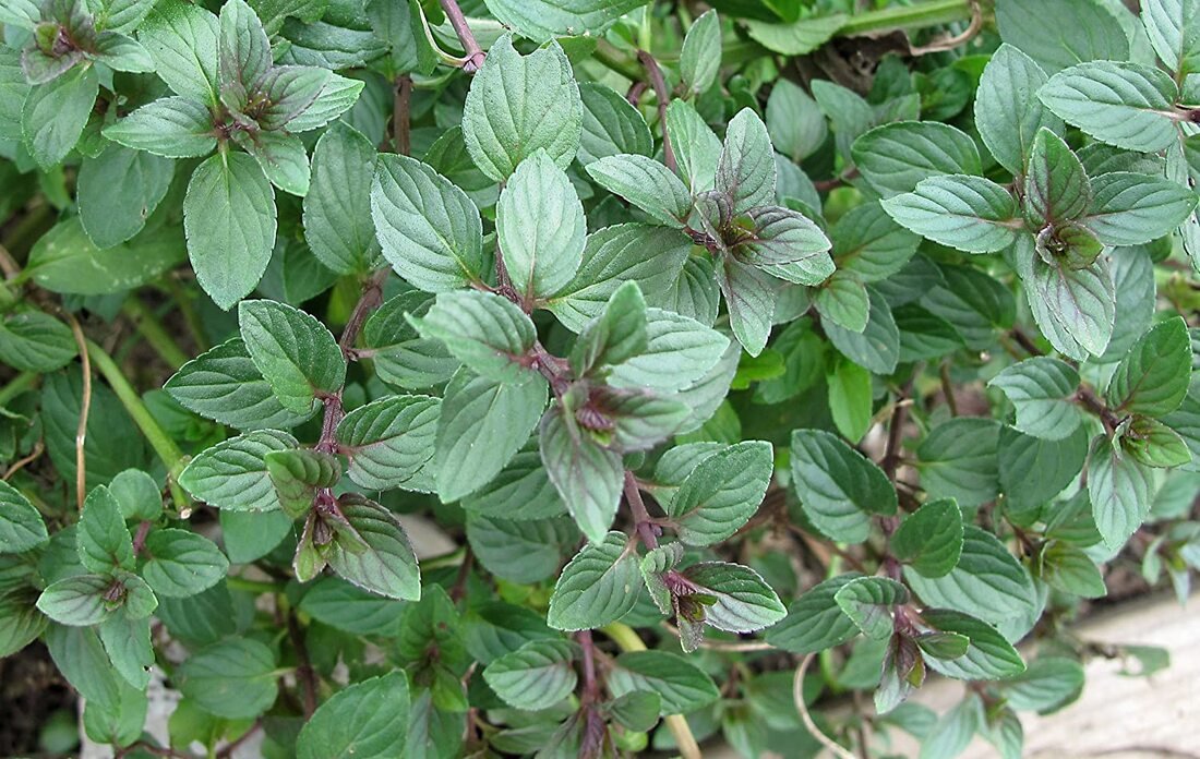 Chocolate Mint