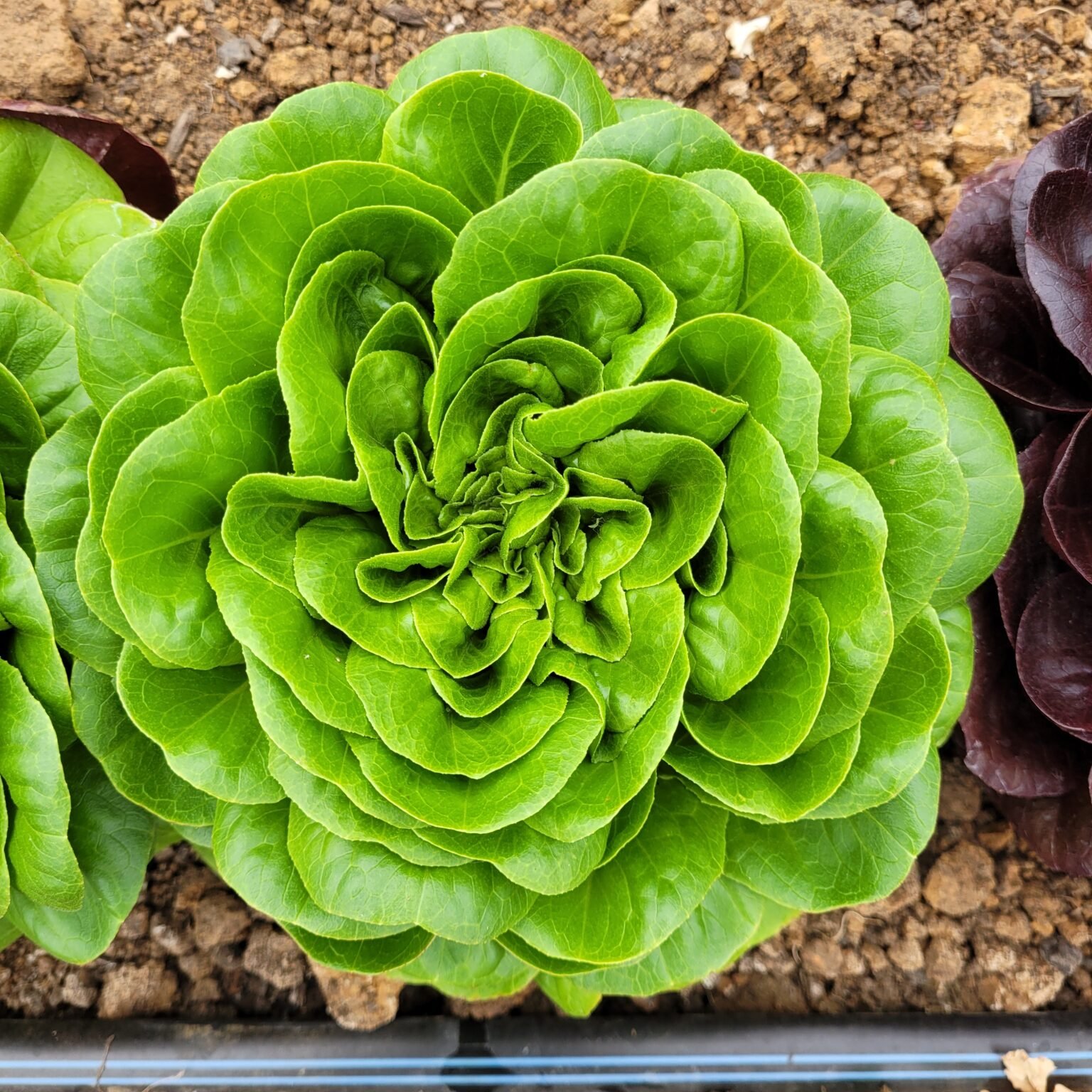 Green Butterhead lettuce