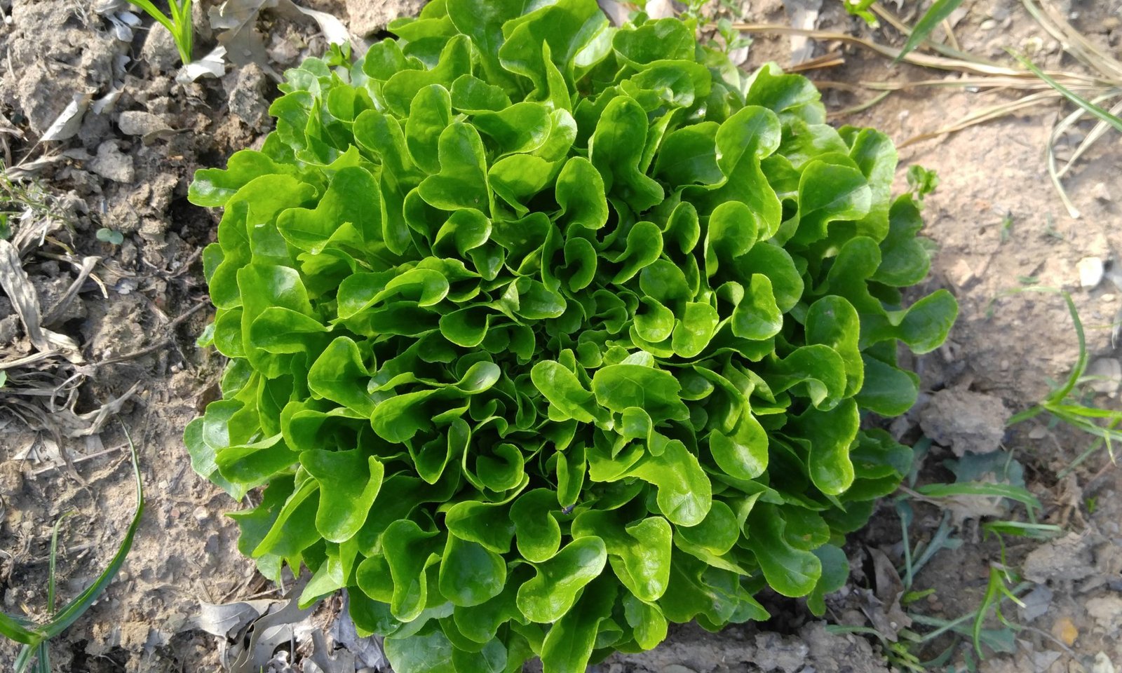 Green Oakleaf lettuce