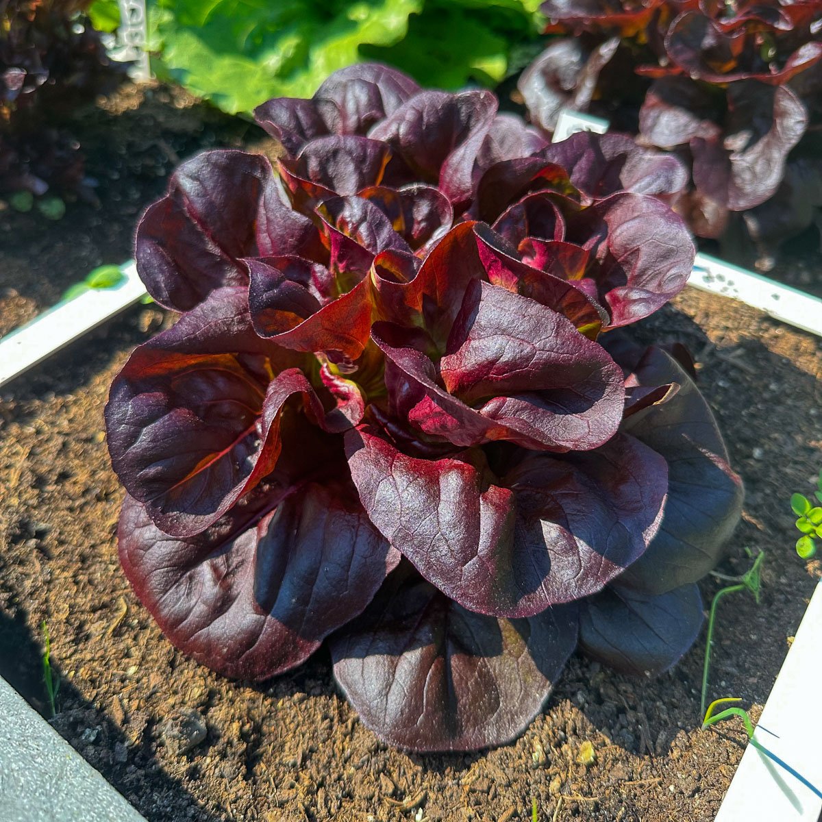 Red Butterhead lettuce