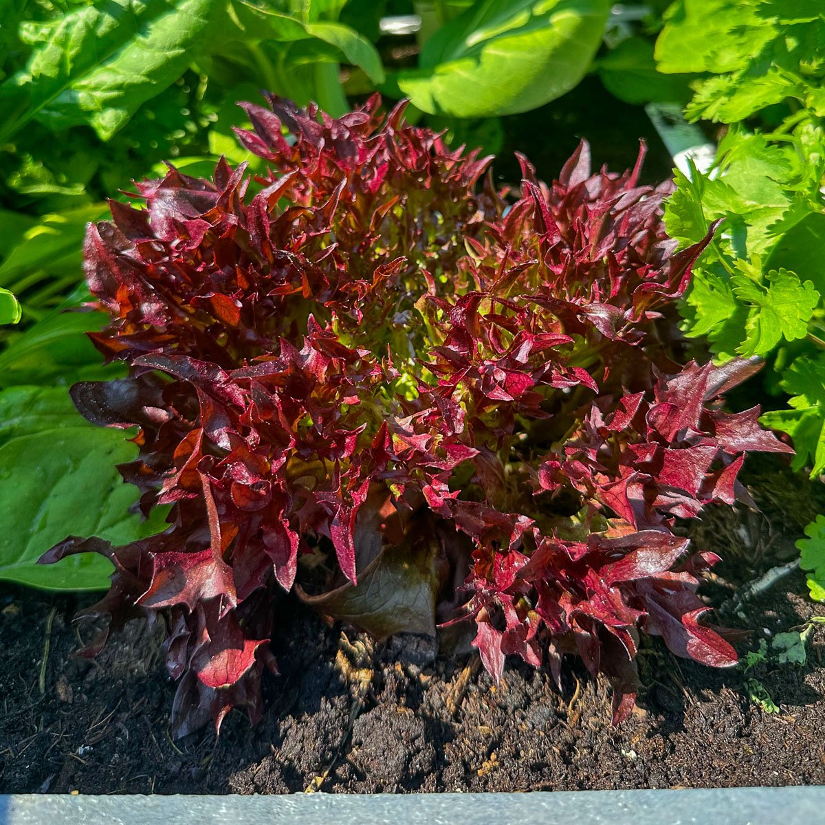 Red Crisp lettuce