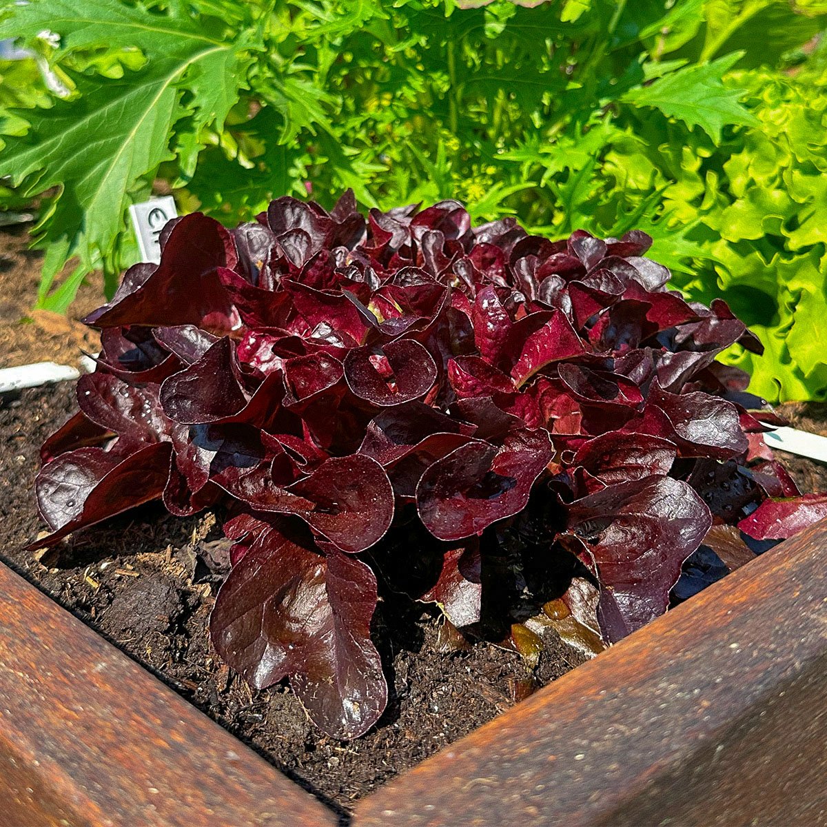 Red Oakleaf lettuce